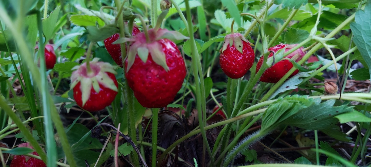 Лесная клубника. 