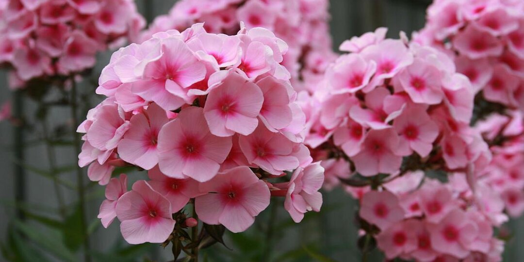 Клумба, которую будут обсуждать соседи: как заставить флоксы цвести снова