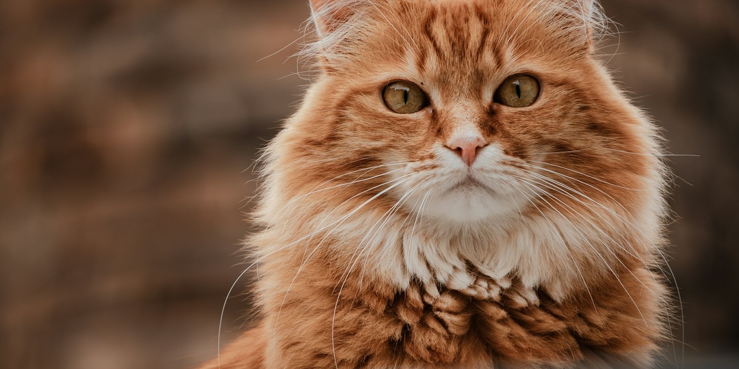 Он тебе не друг