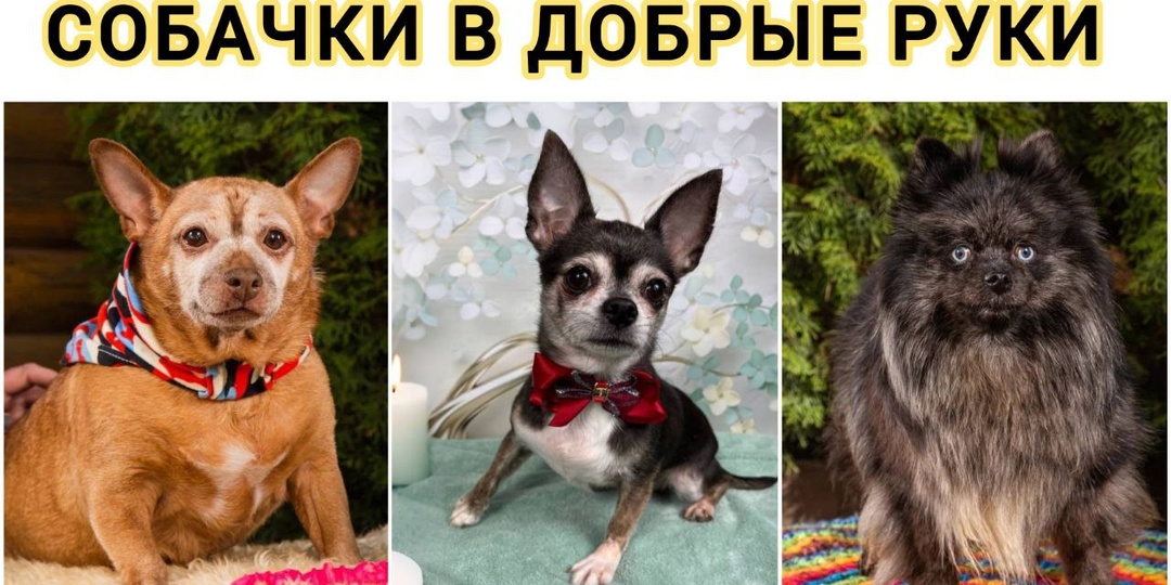 Жозефина, Фифа и Мадлен! Уникальной красоты дамы, ищут свой настоящий дом ❤️