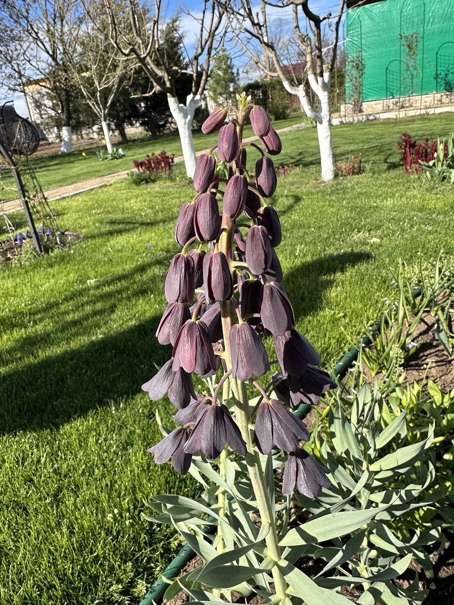 1. Рябчик персидский