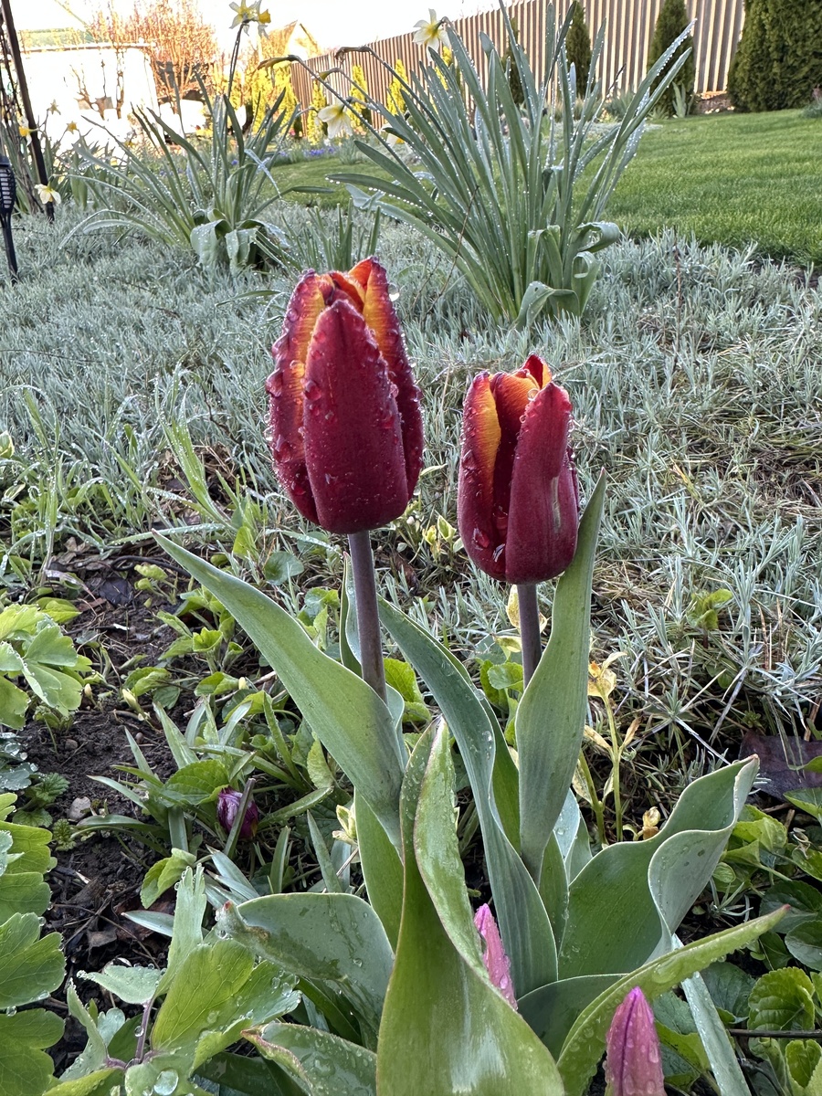 2. Тюльпан Абу Хасан, 2 фото, листайте