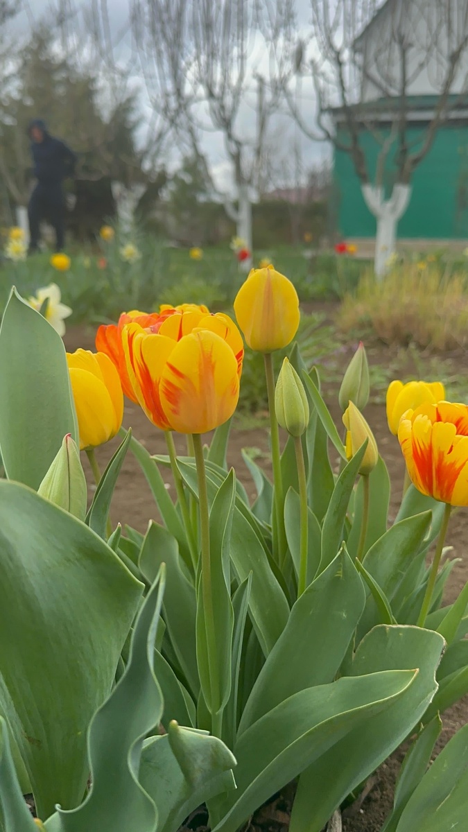 3. Тюльпан Олимпик Флейм