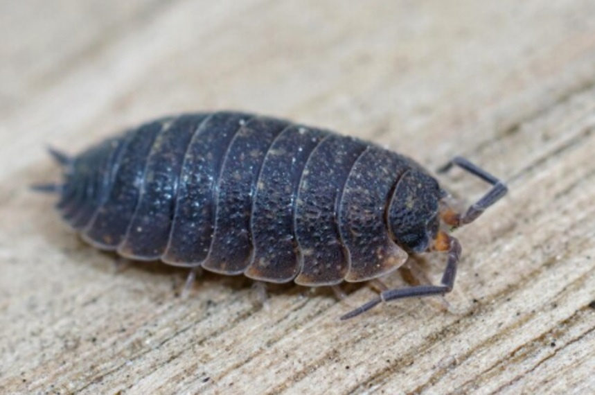 На фото изображена мокрица