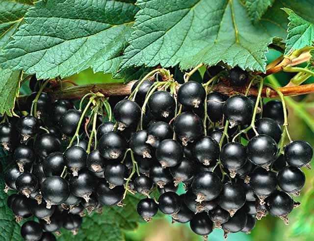 Лучшая весенняя подкормка для черной смородины для максимального урожая