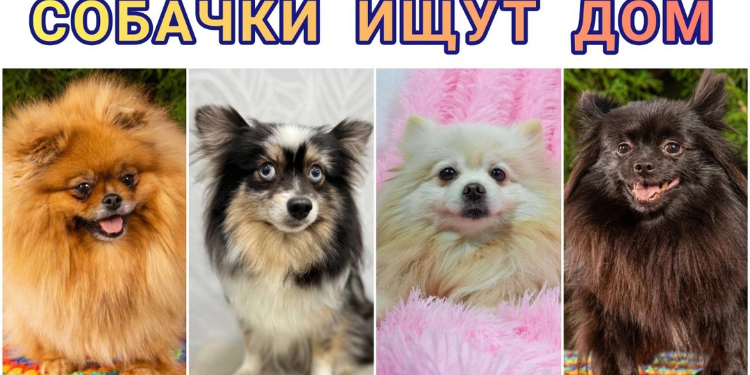 Брижит, Бель, Желточек, Амели ИЩУТ ДОМ! Не нравится имя собачки, что ей дали в приюте?! Забери хвостика домой и назови красивее😉