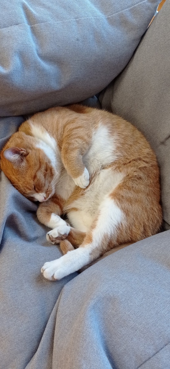 Фото автора. Талисман и любимец сада - ласковый кот Бродский.