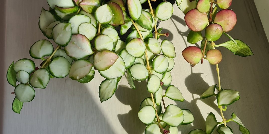 История о том, как хойи прокрались в коллекцию орхидей🌿