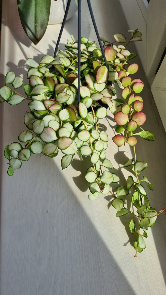 Хойя Хешкелиана.