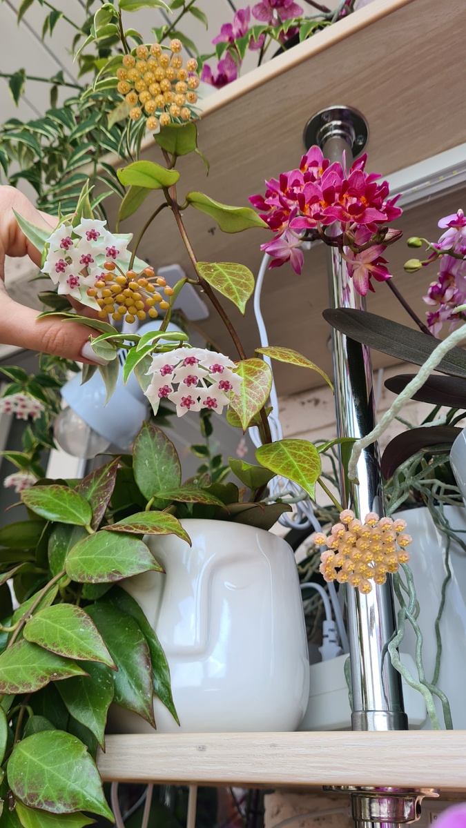 Хойи в окружении орхидей.