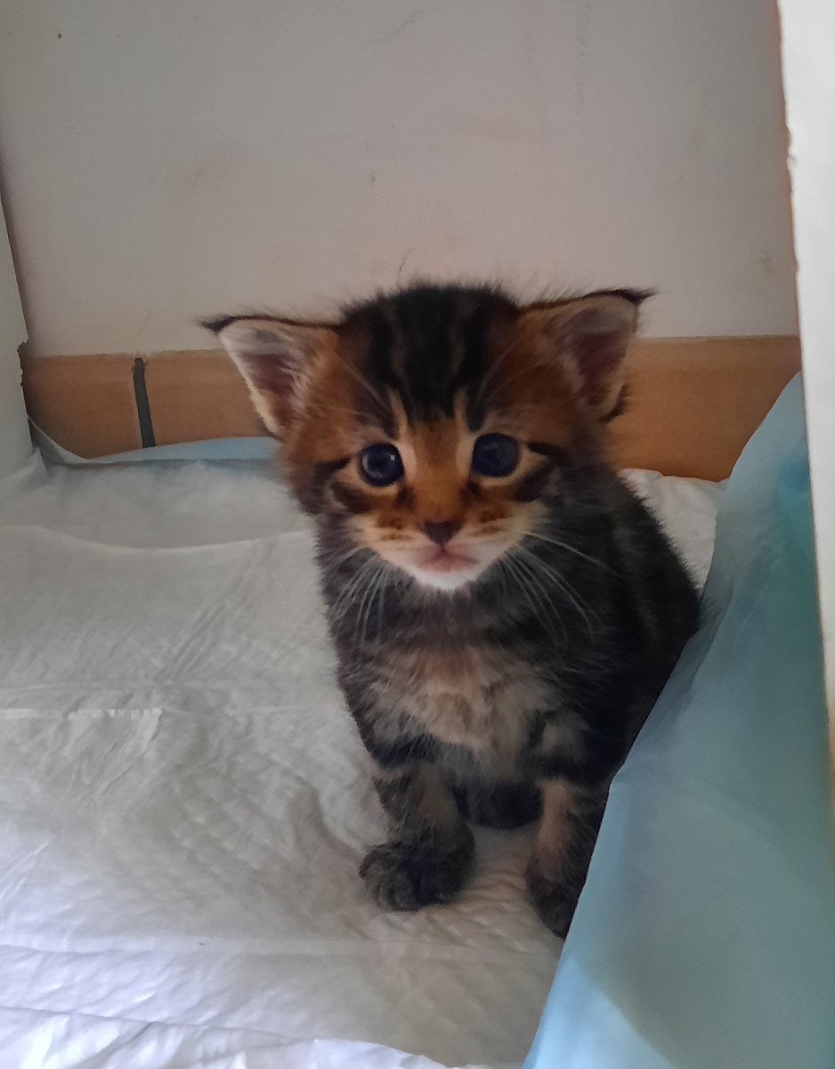 Здесь Вовану почти месяц