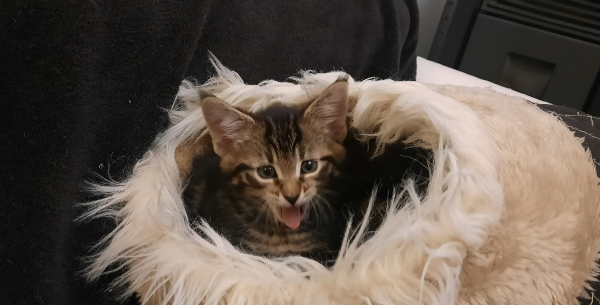 Вован:  Я стлашный звель!