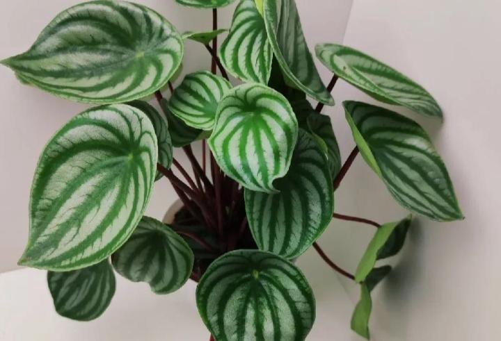 Peperomia argyreia