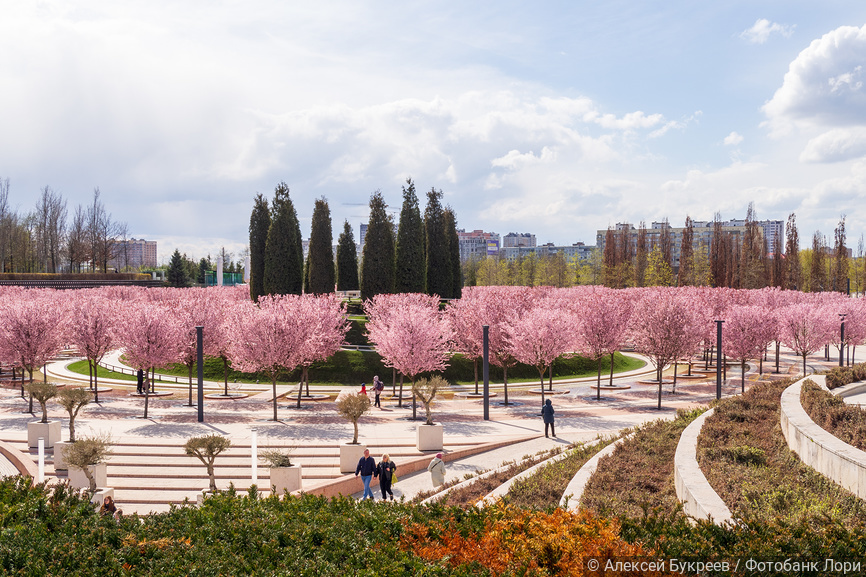 Цветущая слива Нигра в парке Галицкого