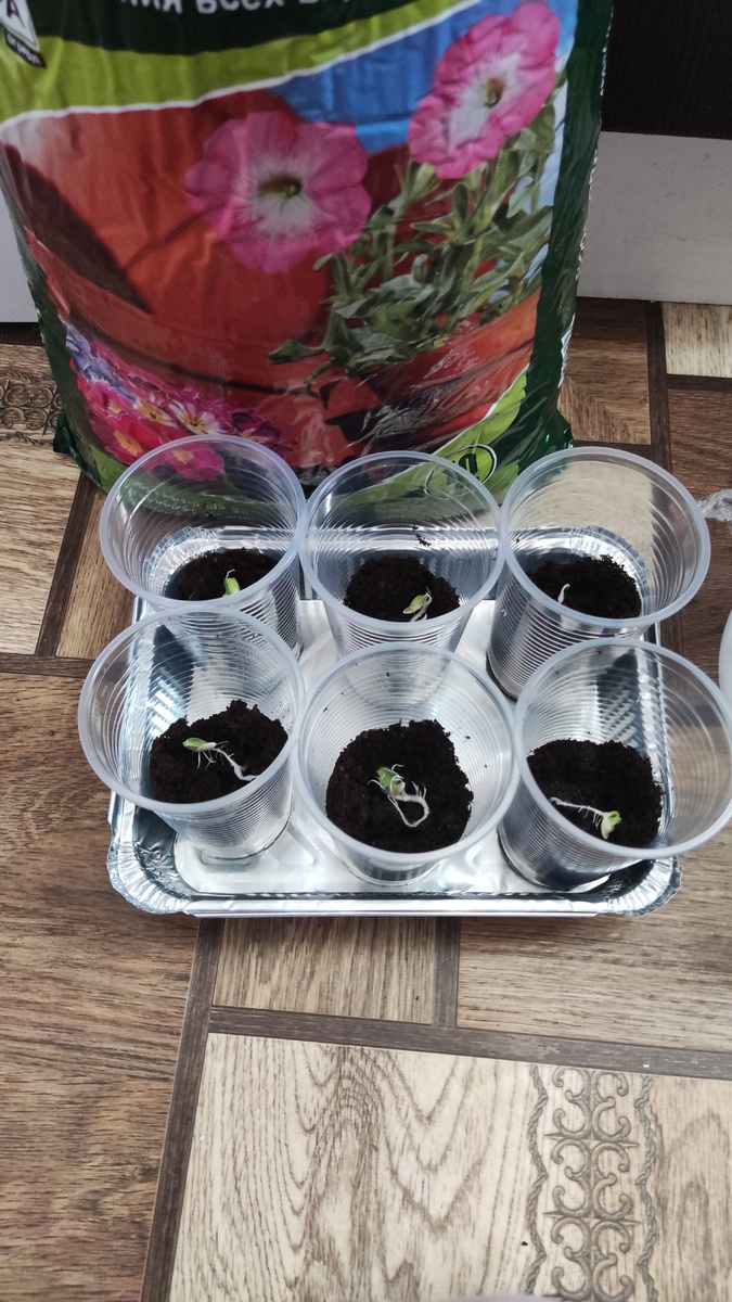 Получилось 12 стаканчиков