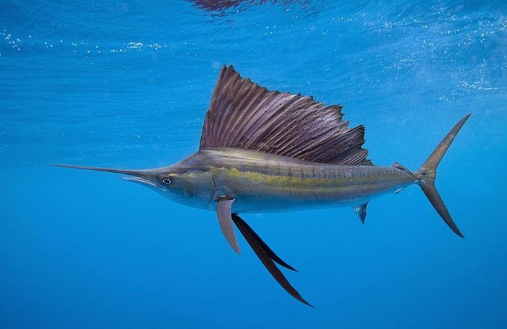 Рыба - парусник