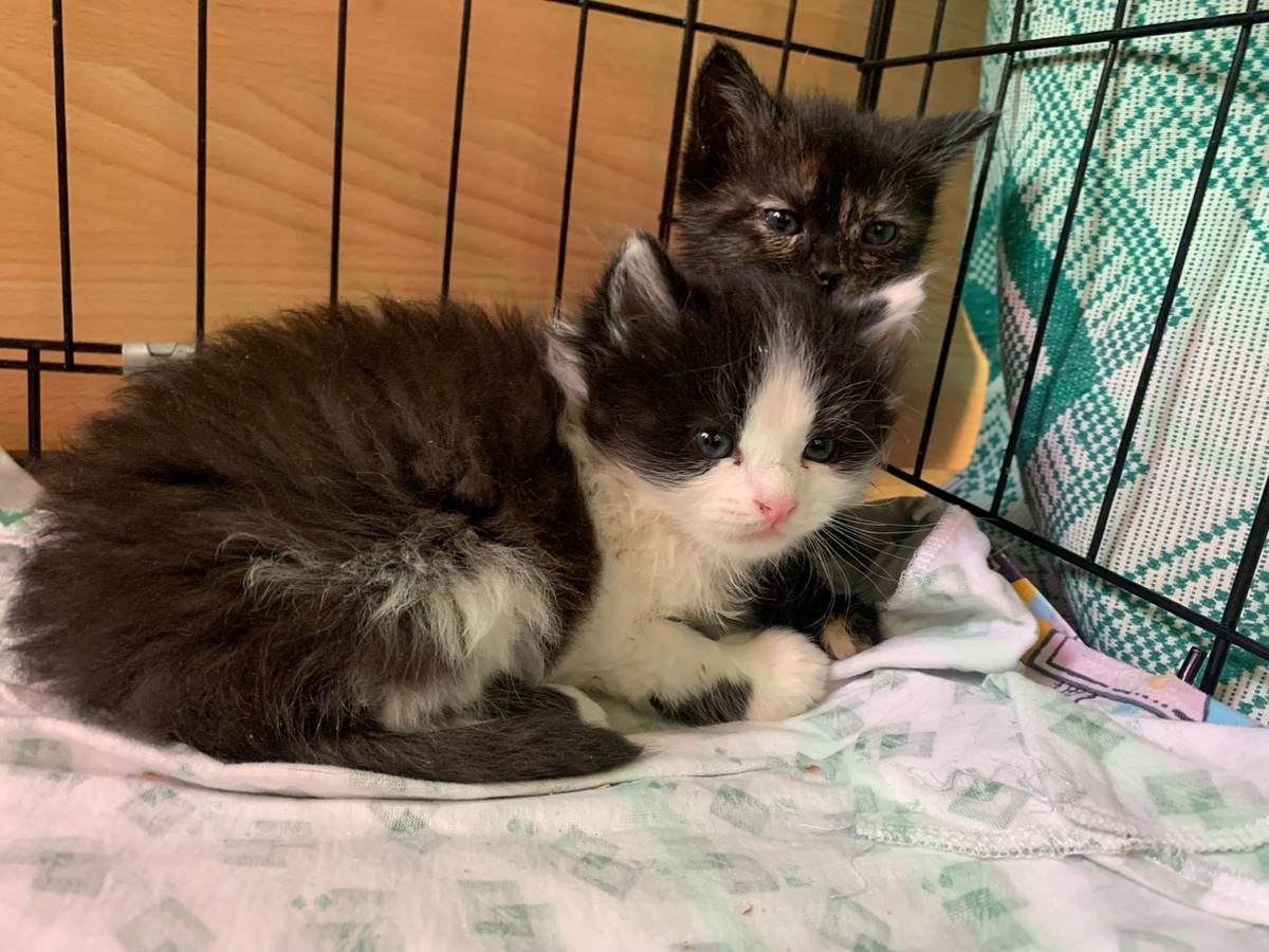 Недавно эти котята не могли самостоятельно есть, а сейчас всё умеют делать сами