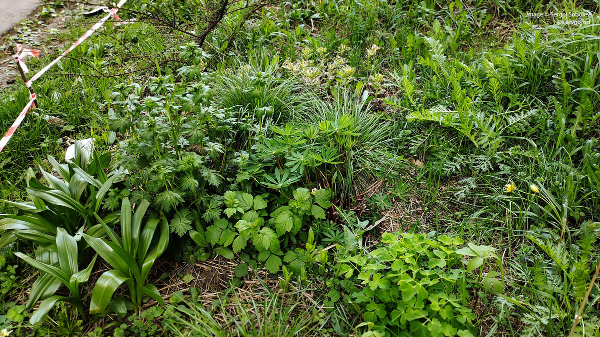 Ювенильная зелень в "Промежути".