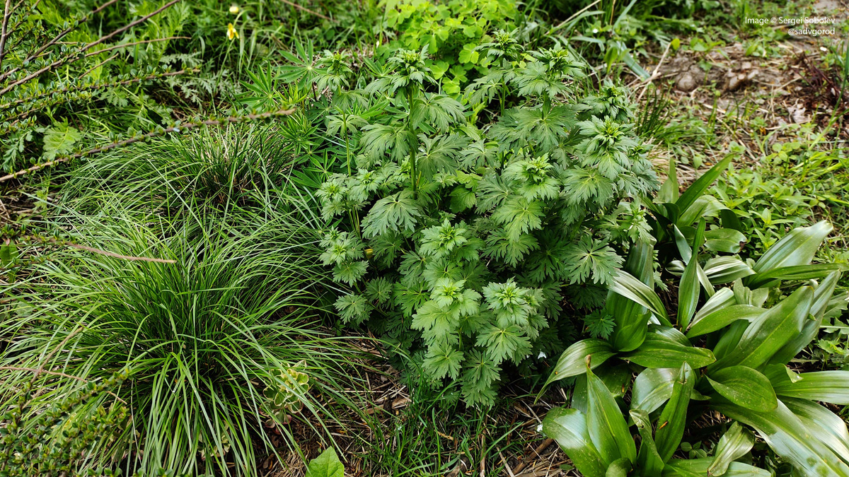 Слева-направо: сорничающая Щучка дернистая (Deschampsia cespitosa), Борец таёжный (Aconitum taigicola) и блестящие листья безверемнников.