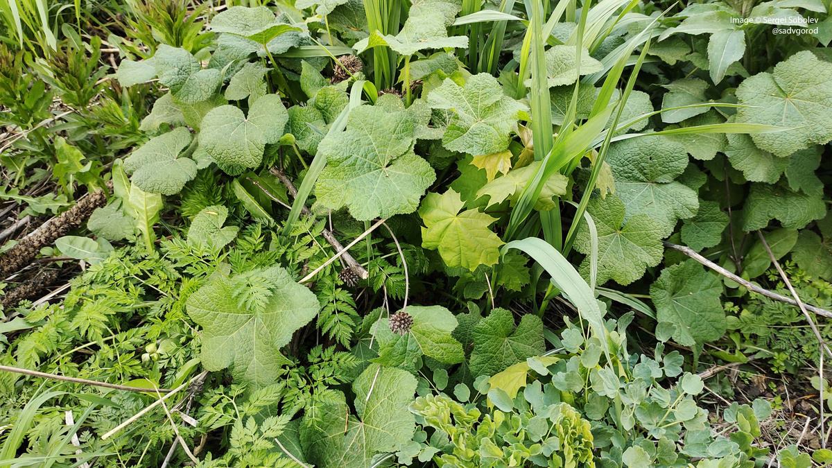 Штокроза морщинистая (Alcea rugosa) с самосевом клёна и другими сорняками.