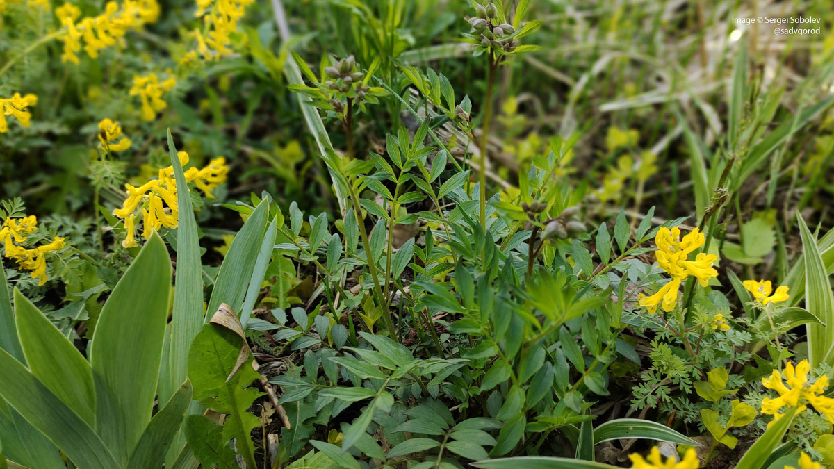 Синюха красивейшая (Polemonium pulcherrimum) уже с бутонами.