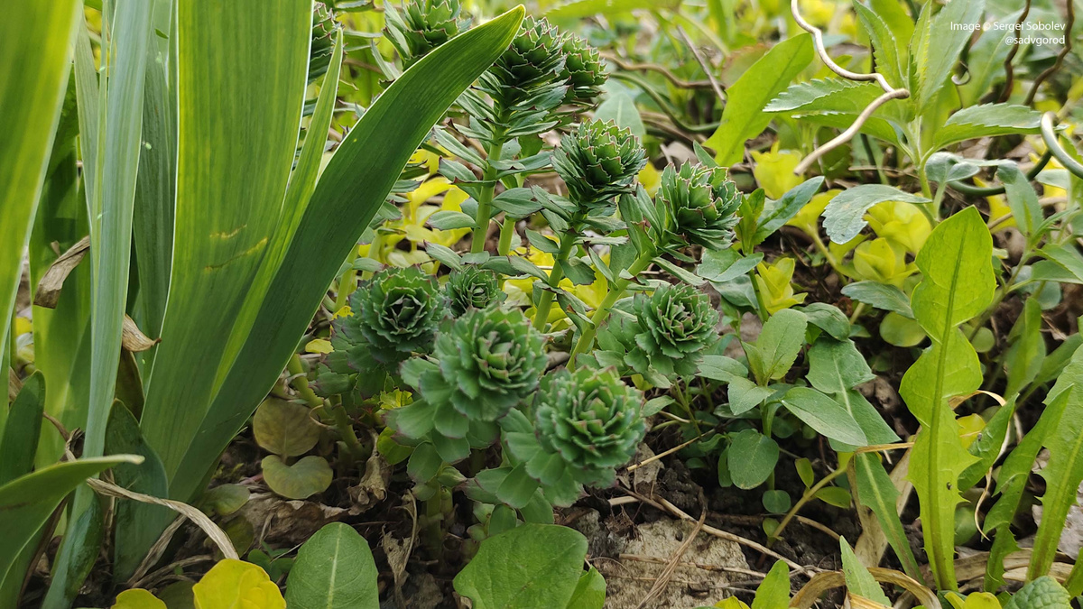 Родиола розовая (Rhofiola rosea).