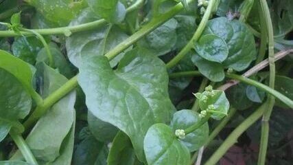     Автор: wikimedia.org