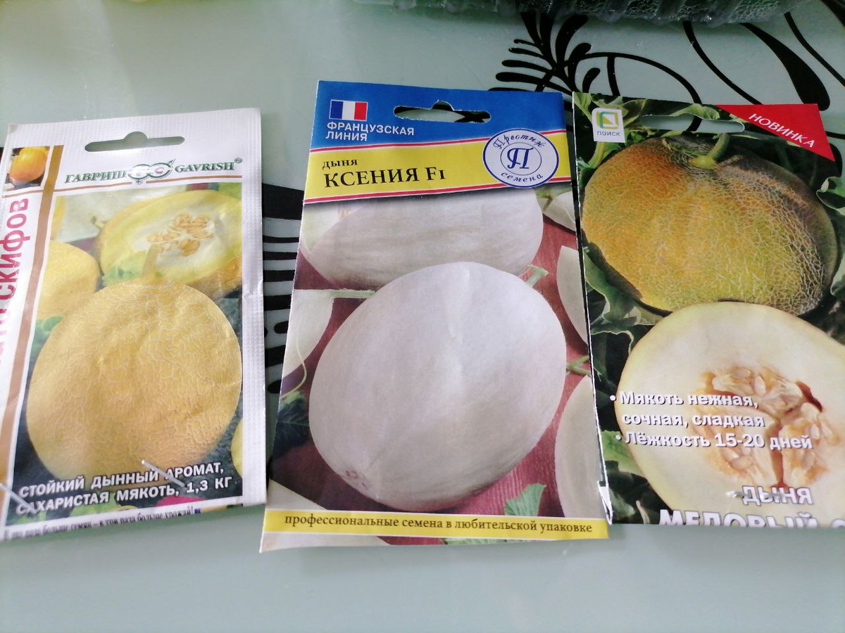 Семена дынь, первым наклюнулся Медовый спас, уже через сутки