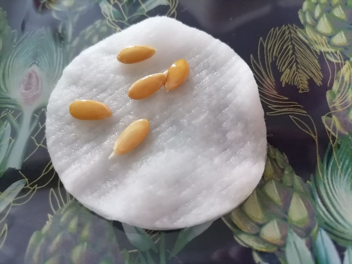 Наклюнулись первые семена дянь, фото автора