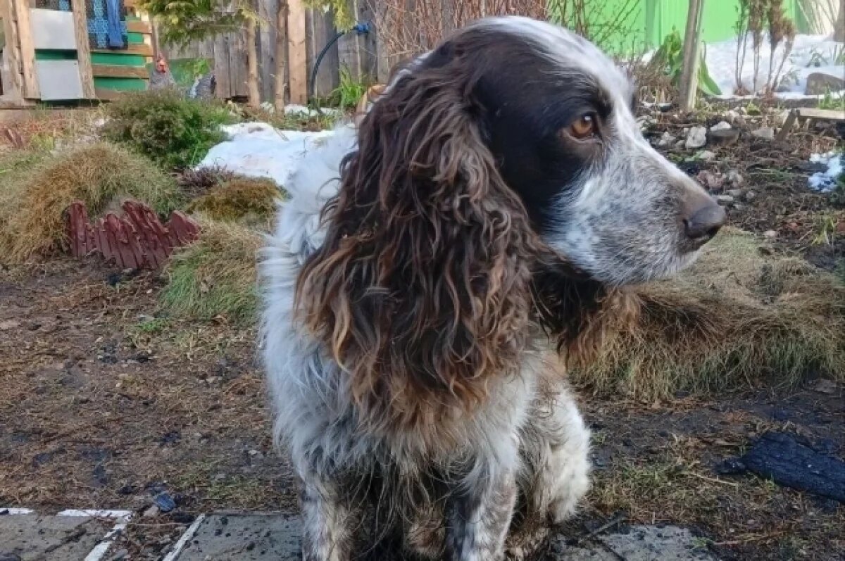    Пёс по кличке Трамп спас двух пенсионеров на пожаре в Удмуртии