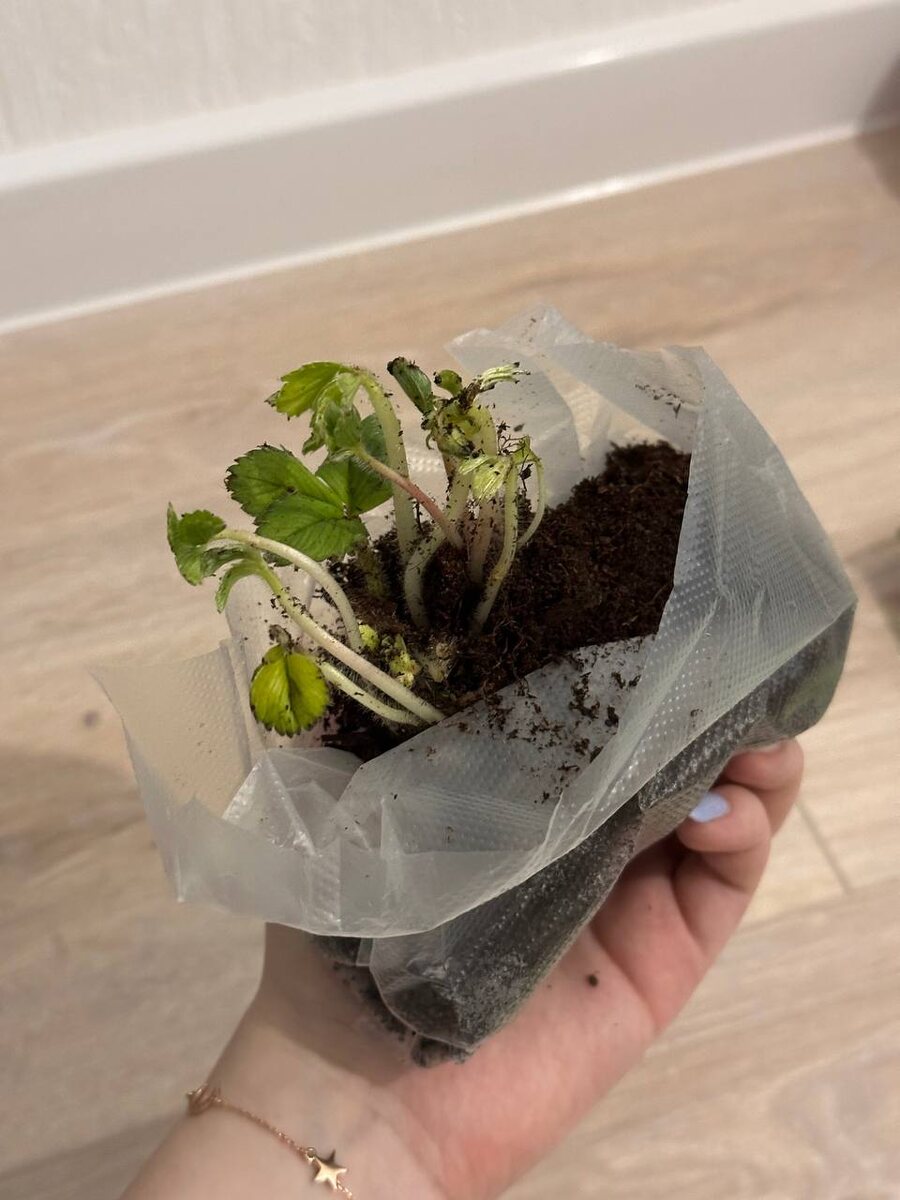 Саженцы земляники садовой "Гирлянда"