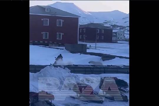    Белый медведь попытался поймать россиянина на Шпицбергене
