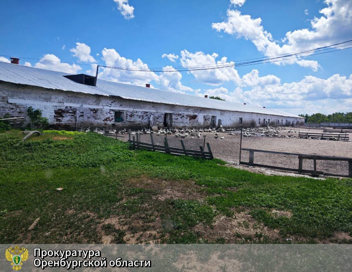    Подросток погиб на птицефабрике в Оренбургской области. Следствие считает, что виновен руководитель компании