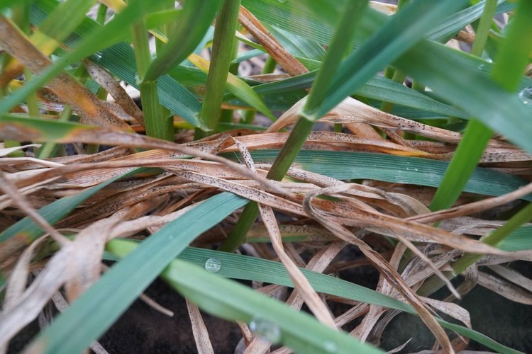    Без ущерба для экономики