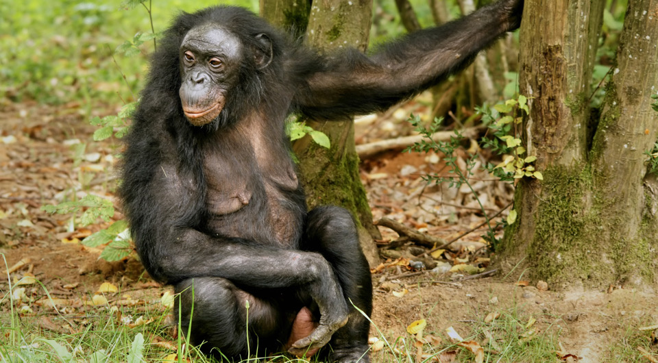   Hans Hillewaert / Wikimedia Commons / CC BY-SA 4.0