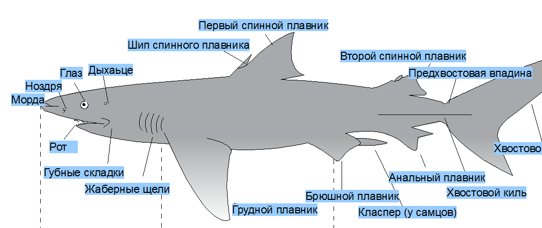 Строение акулы
