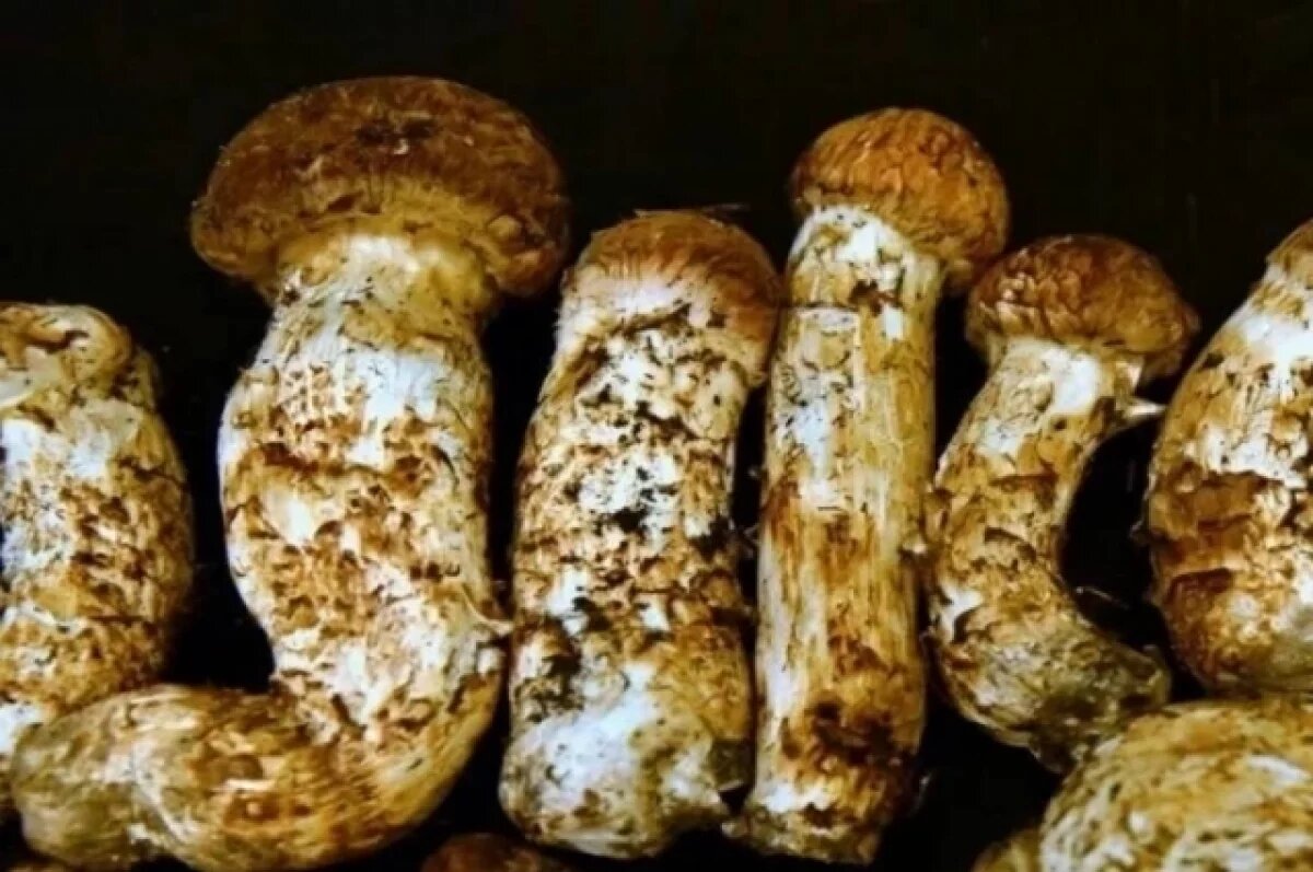    За сбор этих редких грибов грозит уголовная ответственность.