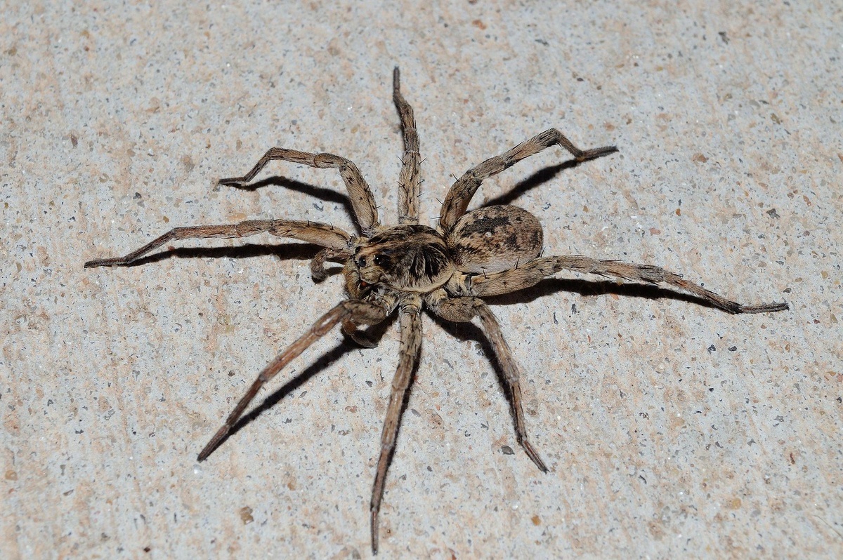 Ядовитый волчий паук