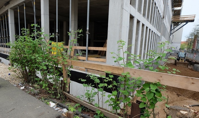    Зеленый агрессор