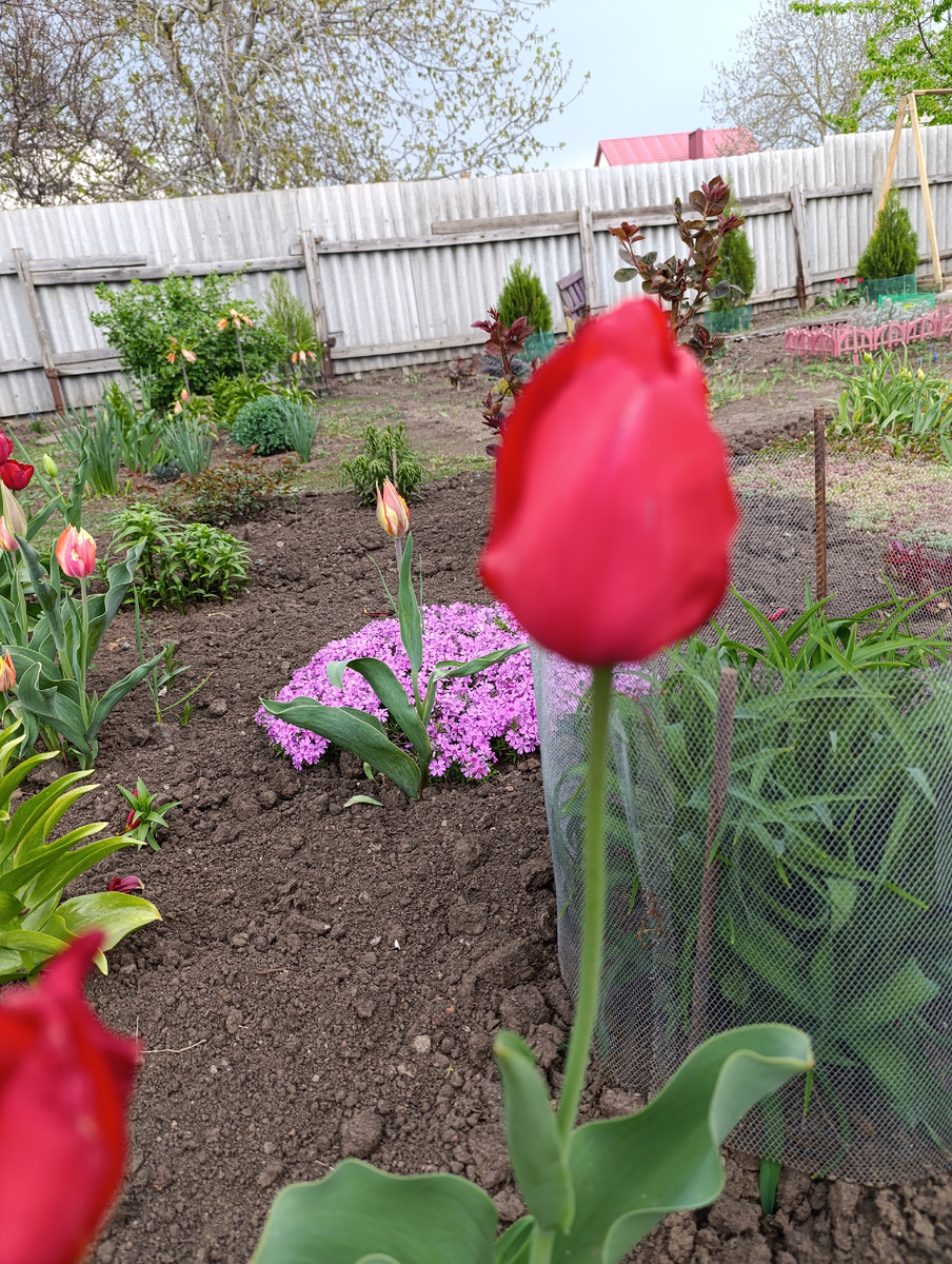 Обычные красные тюльпаны