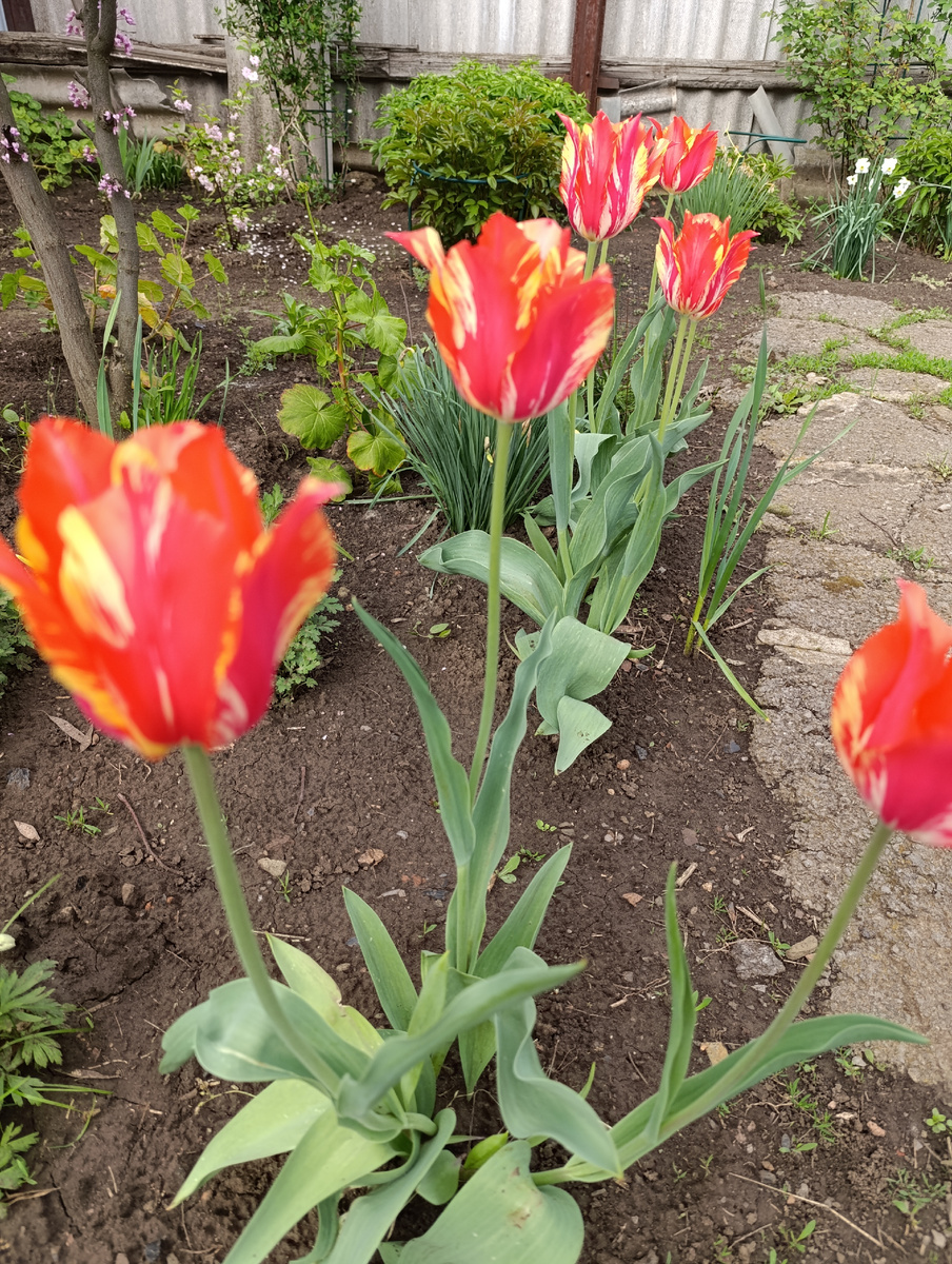 Следующие зацветают эти красавцы 