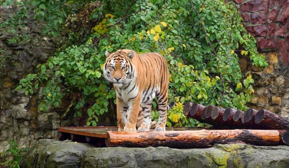     Степан. Источник: mos.ru Автор фото: Пресс-служба Мэра и Правительства Москвы