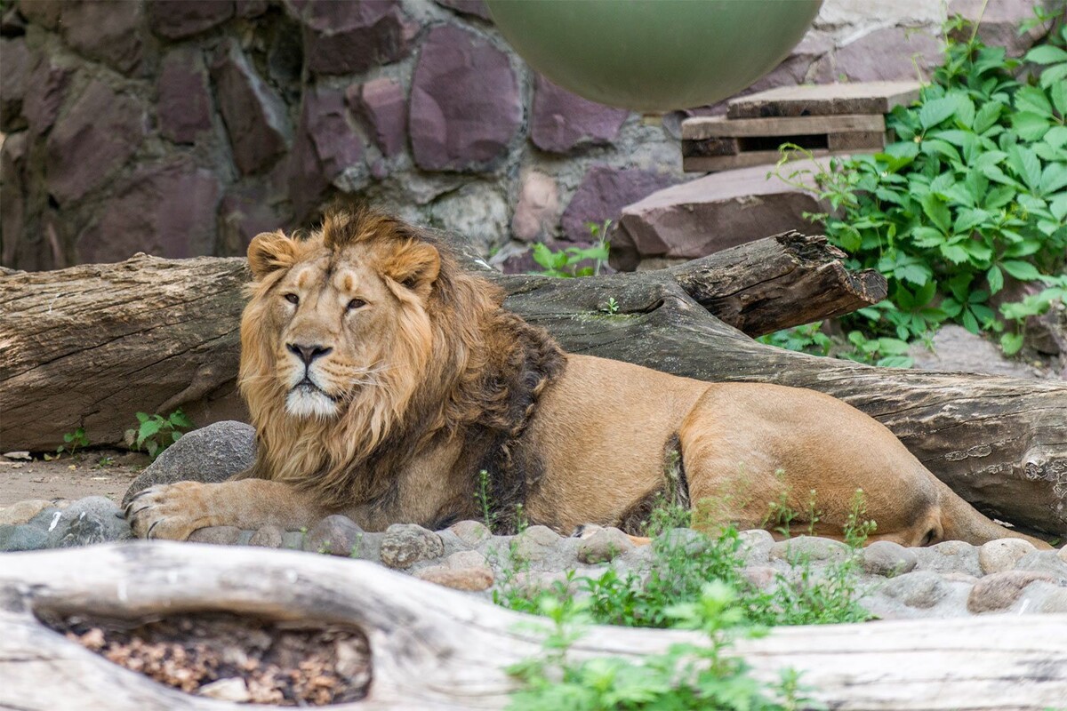    Москвичи получили возможность наблюдать за Степаном из Московского зоопарка