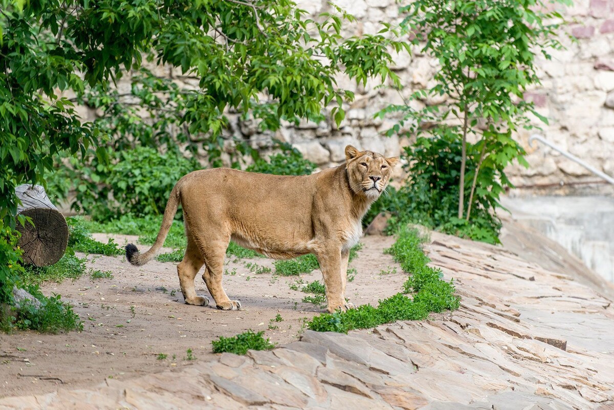    Москвичи получили возможность наблюдать за Степаном из Московского зоопарка