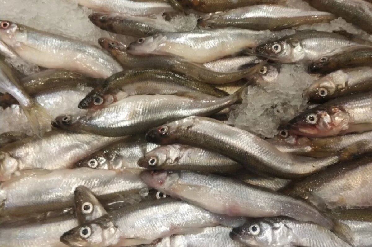    В Салехарде задержан браконьер с крупной партией краснокнижной рыбы