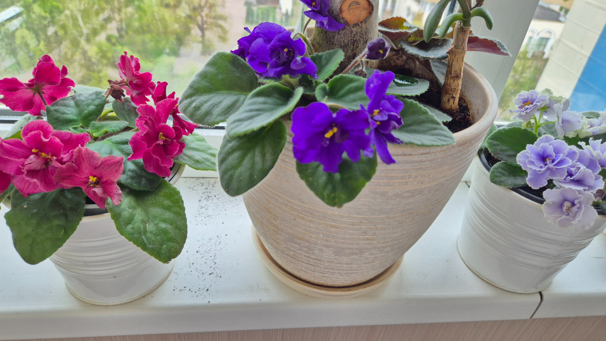 Фиалки  цветут Подоконники после вывоза рассады на дачу)