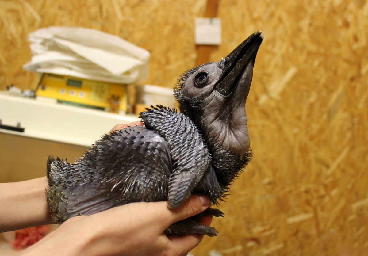    зоопарк "Лимпопо"