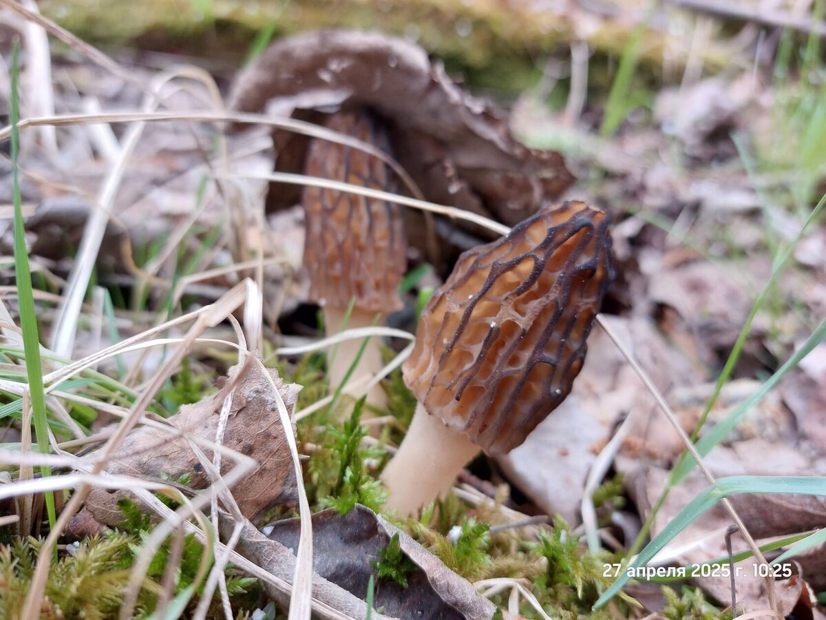 Ну где они их находят? (автор фото 4ipolinoid)