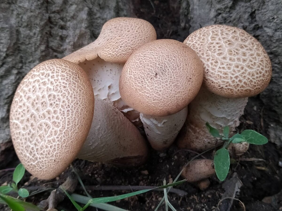 Донской пилолистник - их почему-то зовут "буратинами" (автор фото Vadim-gribogriz)