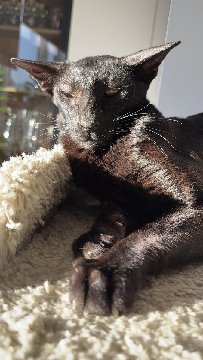 На фото Хьюго